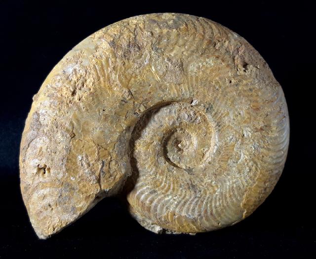 Harpoceras cf. nitescens STOLZ 1911 - Bild © FossNet FossilienStore